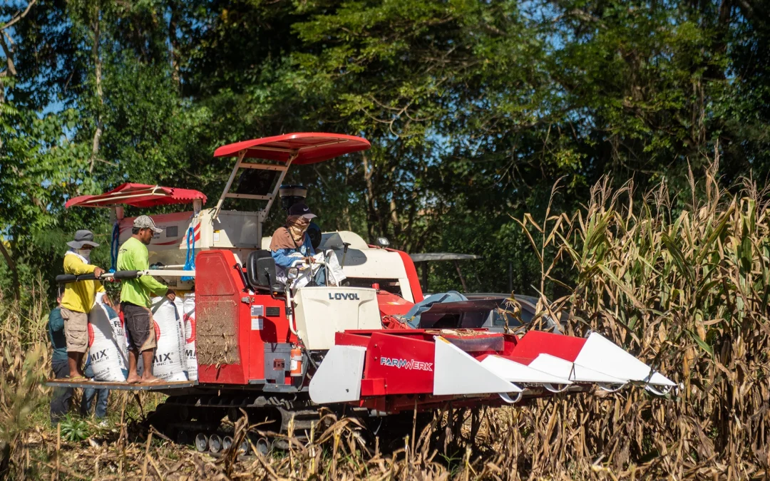 LOVOL RG108 PLUS Corn Harvester | Product Demo in Ifugao, Philippines