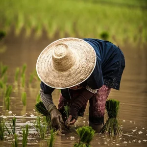 GRAINSCO Rice Harvesting